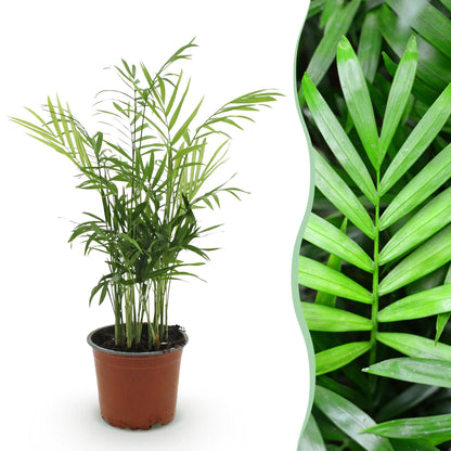 Chamaedorea elegans Goldpalme im 12 cm Topf, ca. 15 cm hoch als kompakte Zimmerpalme