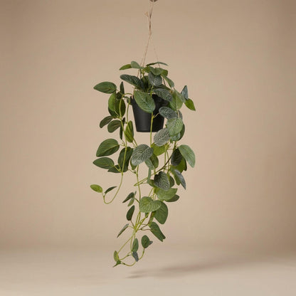 Fittonia - Hanging in pot - 70 cm - Artificial