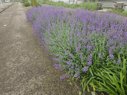24x Nepeta ‘Walker’s Low’ – Katzenminze mit violettblauen Blüten – Höhe 10–25 cm – Ø 9 cm