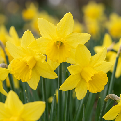 Narzisse February Gold – Narcissus cyclamineus online kaufen | 15 bis 120 Blumenzwiebeln, sehr früh &amp; verwildernd – Wurzelwerk Design