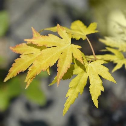 Japanischer Ahorn Acer palmatum Orange Dream in Topf, orange-blättrige, laubabwerfende Pflanze, Höhe 70cm, 19cm Topf