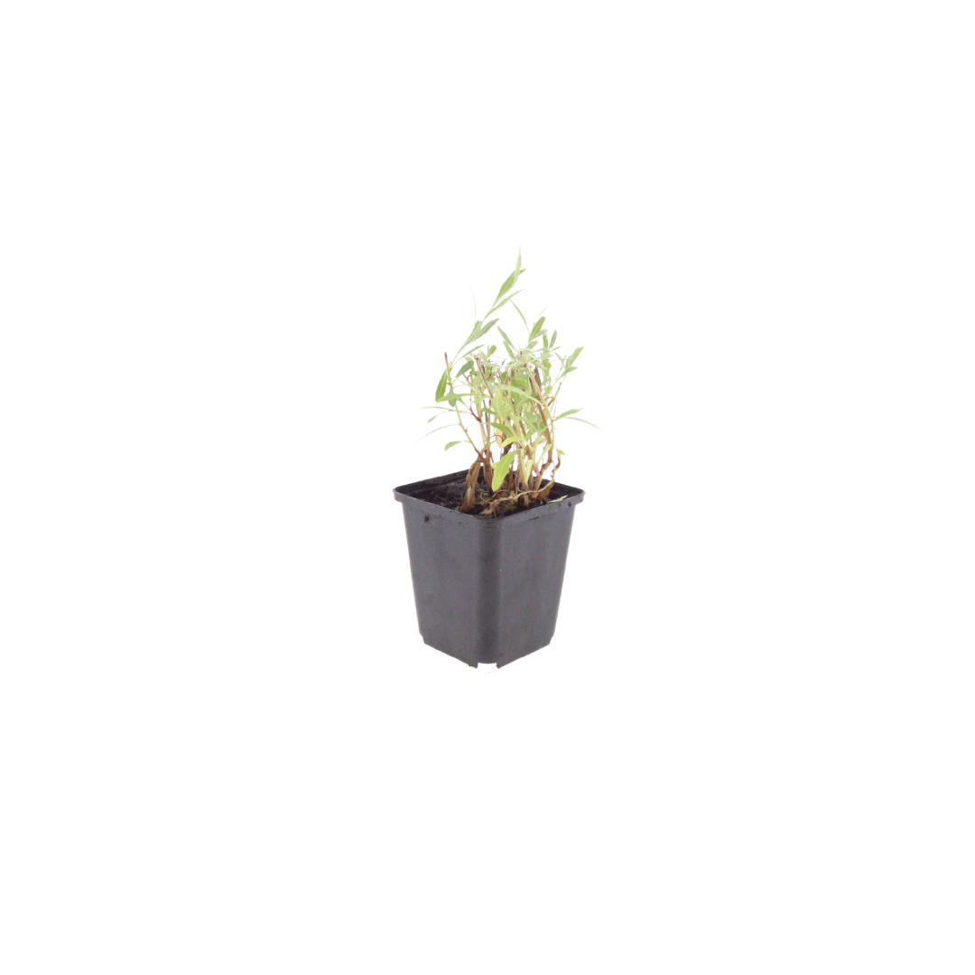 Sechs Gaura lindheimeri Pflanzen, 10-25cm hoch, in kleinen Töpfen, mit weißen Blüten und grünen Blättern, von Everspring