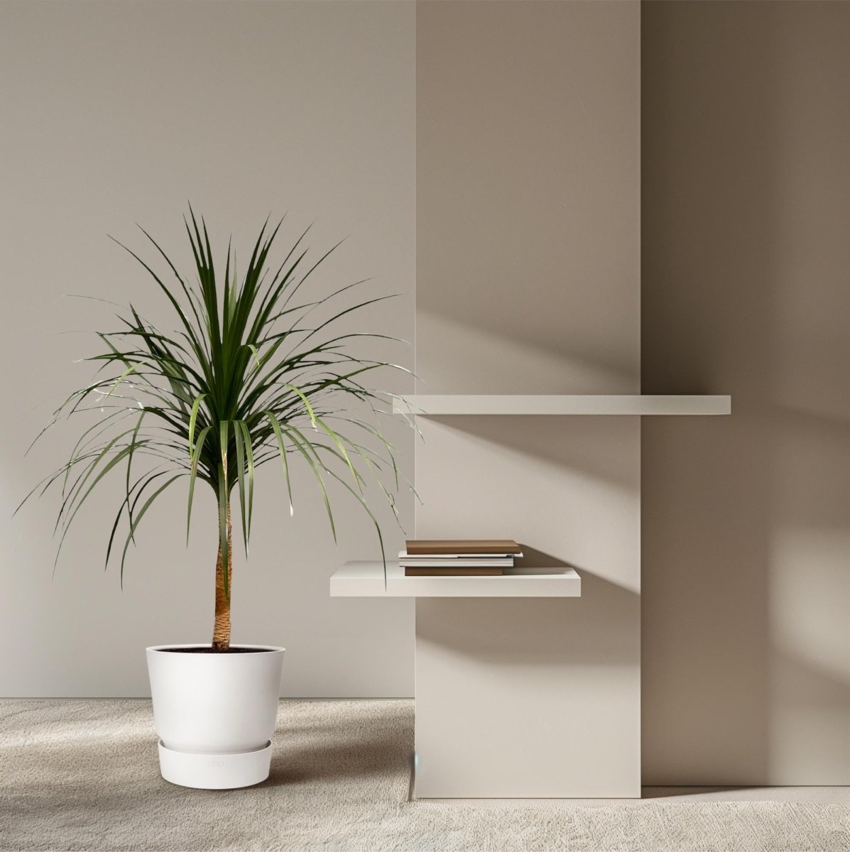 Dracaena draco – Exotischer Drachenbaum für Garten &amp; Haus - Wurzelwerk Design