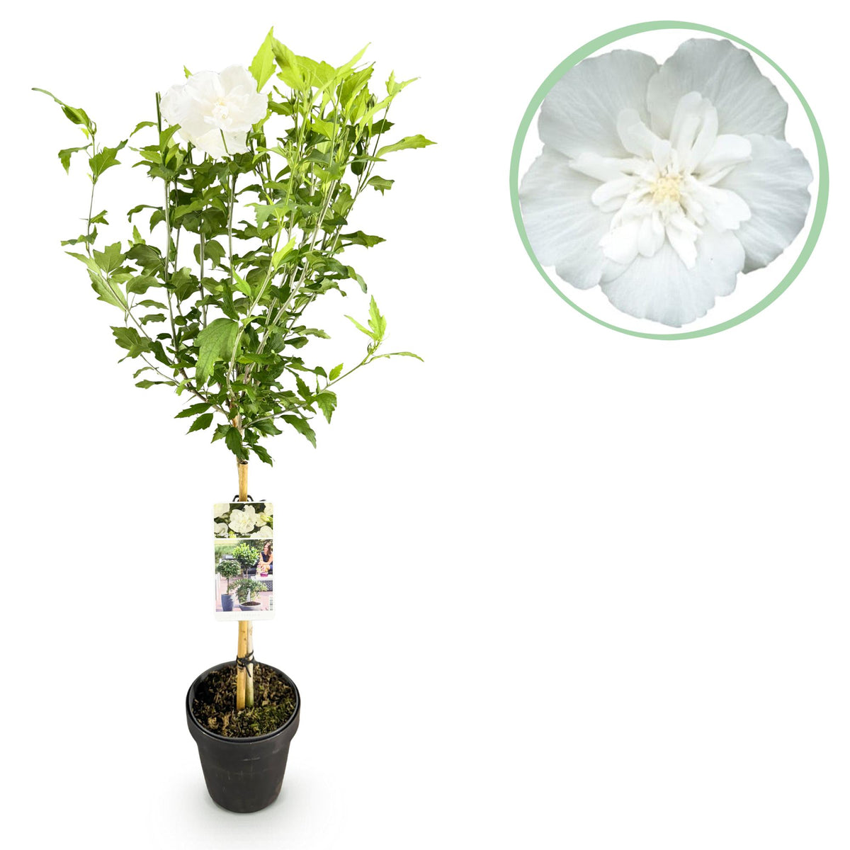 Weiße Blüte der Hibiscus syriacus White Chiffon® Terrassenpflanze in Topf, winterhart, laubabwerfend, ca. 90 cm hoch.