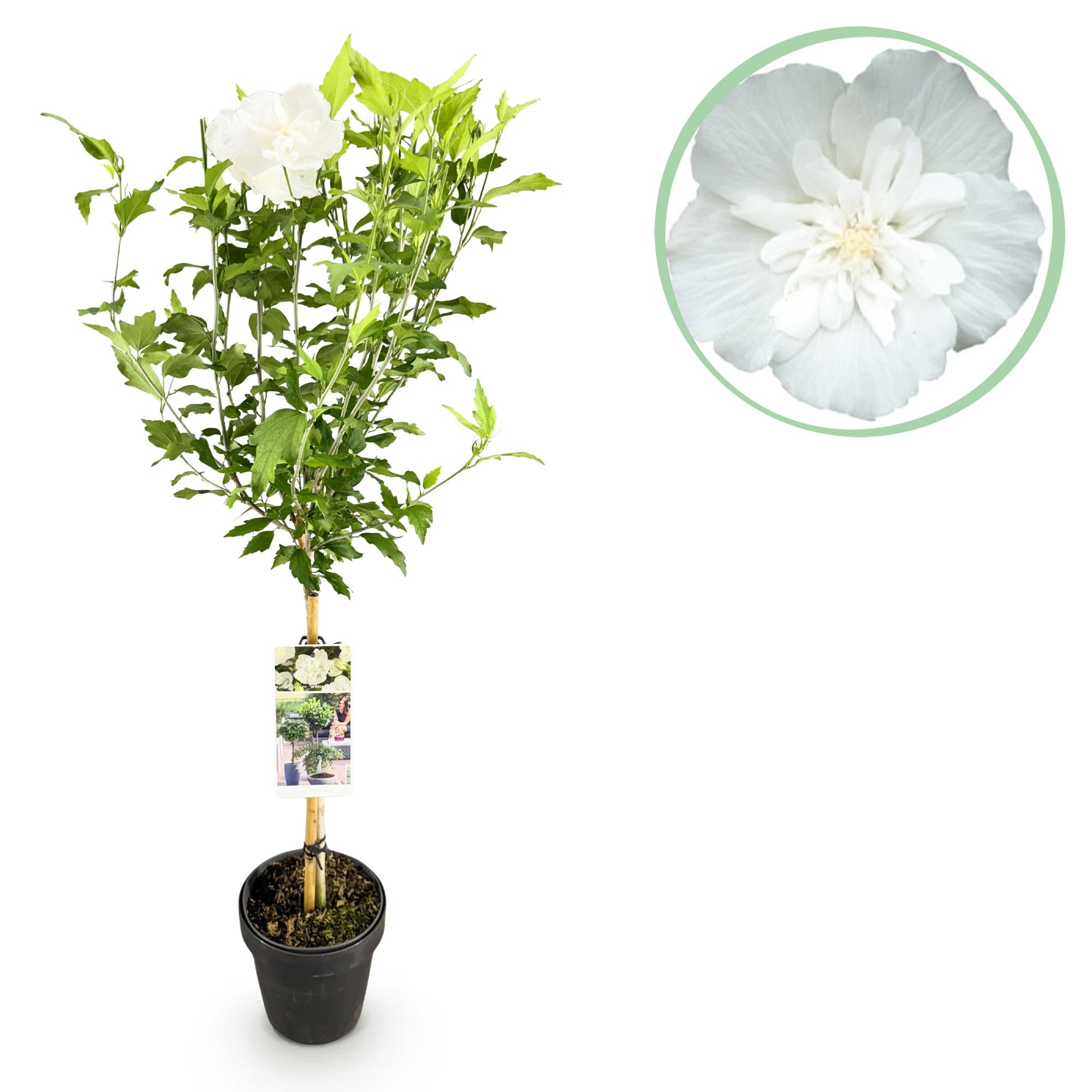Weiße Blüte der Hibiscus syriacus White Chiffon® Terrassenpflanze in Topf, winterhart, laubabwerfend, ca. 90 cm hoch.