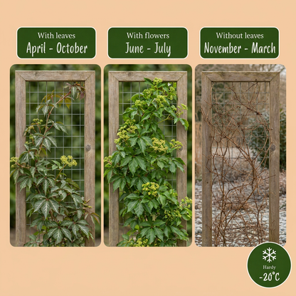 Chinesischer Wilder Wein (Parthenocissus henryana) mit silbrig geaderten Blättern – Bild 5