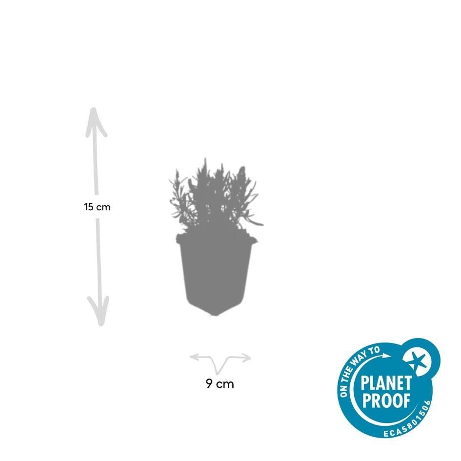 24 Lavandula ang. &