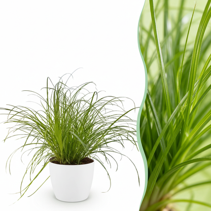 Everspring Katzenpflanze Cyperus alternifolius in Topf mit 12 cm Durchmesser, grüne Blätter, dekoratives Zimmerpflanzenbild