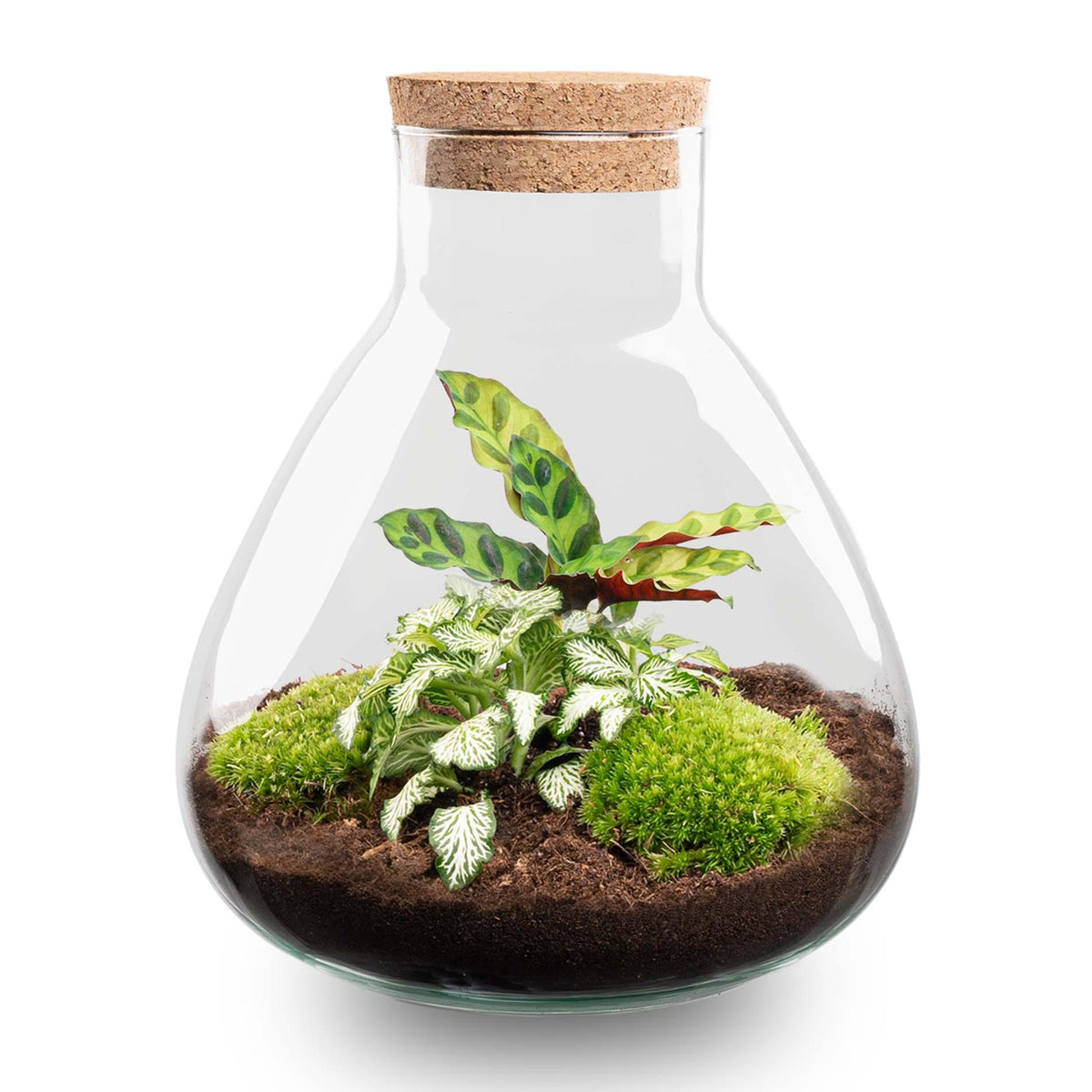 Everspring Flaschengarten Sammie, ca. 26 cm hoch, mit Pflanzen in einem transparenten Glasgefäß, ohne Werkzeug.