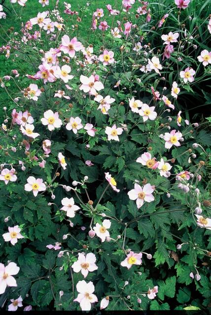 24x Anemone tomentosa ‘Robustissima’ – Herbst - Anemone für Beete &amp; Rabatten – Höhe 10–25 cm – Ø 9 cm - Wurzelwerk Design