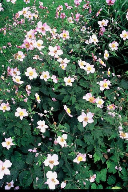 24x Anemone tomentosa ‘Robustissima’ – Herbst - Anemone für Beete &amp; Rabatten – Höhe 10–25 cm – Ø 9 cm - Wurzelwerk Design