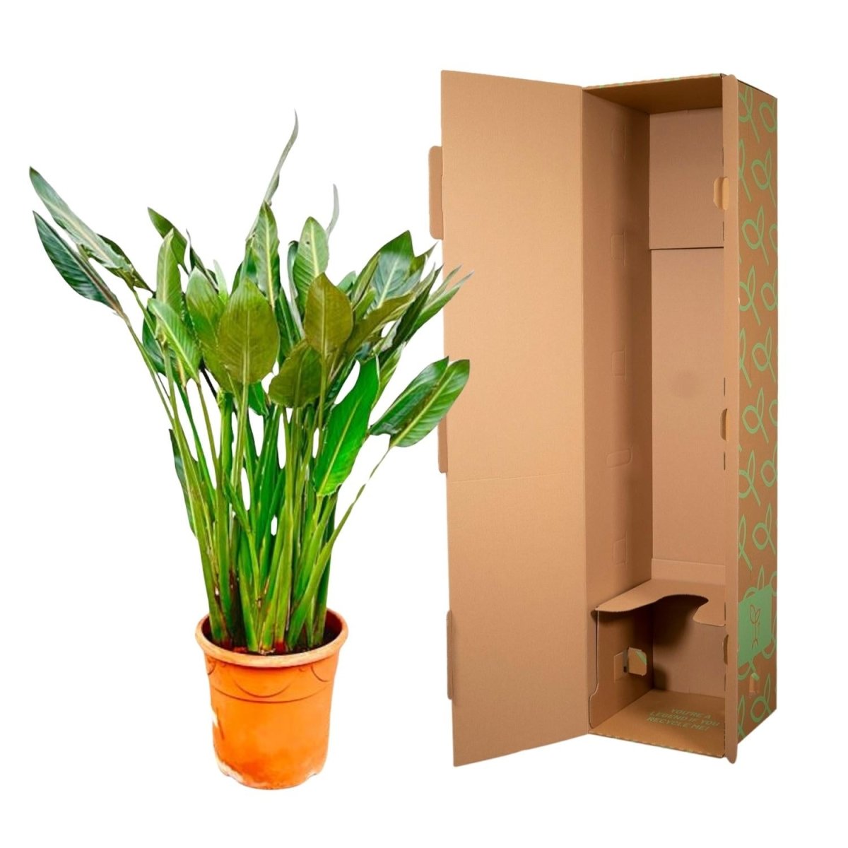 Strelitzia Reginae – Orange Paradiesvogel für Innen &amp; Garten - Wurzelwerk Design