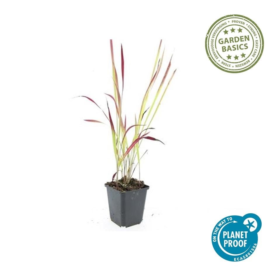 Imperata cylindrica ‘Red Baron’ – 24 Pflanzen Ø 9 cm – Japanisches Blutgras mit intensiver roter Färbung - Wurzelwerk Design