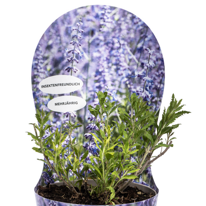 Blauraute Perovskia atriplicifolia | Ø19 cm Topf – Höhe 30–40 cm – Bienenfreundlich