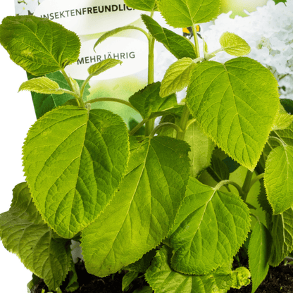Wald - Hortensie Hydrangea arborescens Annabelle Ø 19 cm - Höhe 30 - 40 cm - Wurzelwerk Design