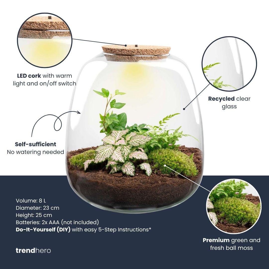Everspring Pflanzenterrarium Emma Bausatz, weiß, 25 cm Durchmesser, 23 cm Höhe, mit Hedera Pflanzen, Standardmodell