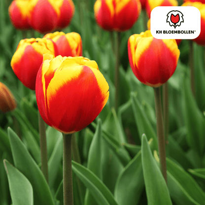 Tulpenzwiebeln Dow Jones | 20er - Pack | Kräftig Rot - Wurzelwerk Design