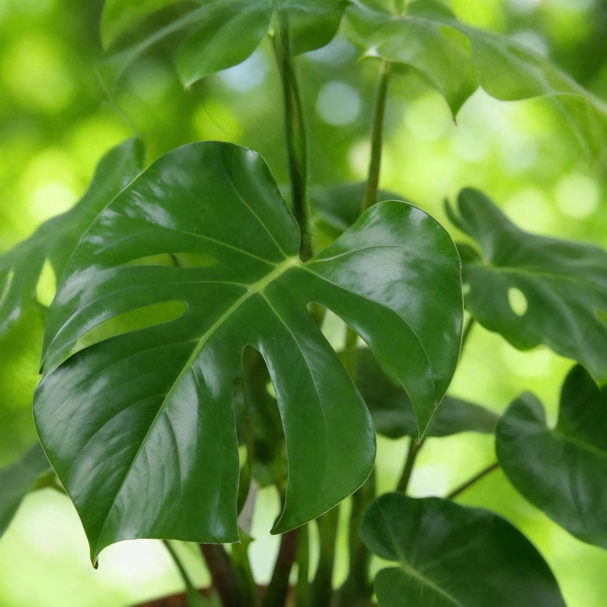 Everspring Monstera Deliciosa Lochpflanze in Korb, große und kleine Größen, grüne Blätter, dekorative Zimmerpflanze