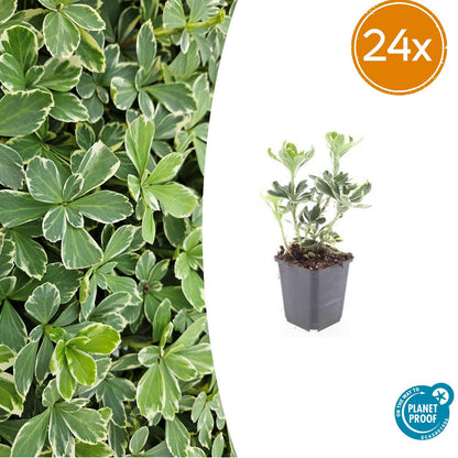 Pachysandra terminalis &