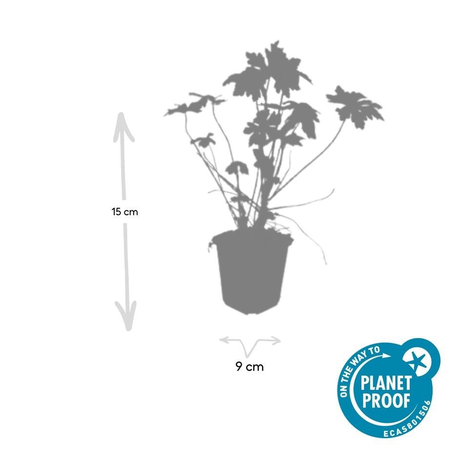 24x Geranium macrorrhizum – Immergrüner Bodendecker für Garten &amp; Hang - Wurzelwerk Design