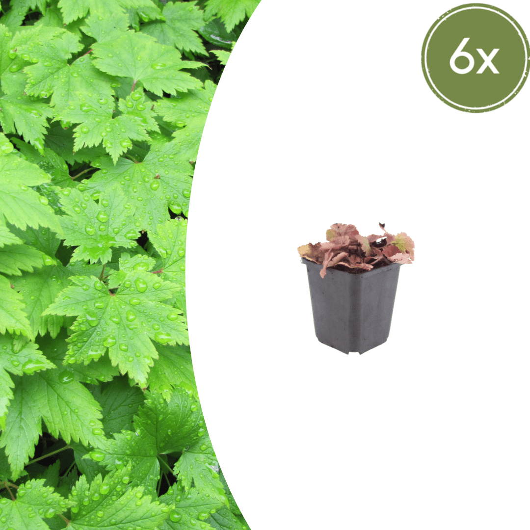 Sechs Tiarella cordifolia Pflanzen, 10-25cm hoch, mit weißen Blüten, in kleinen Töpfen, von Everspring.