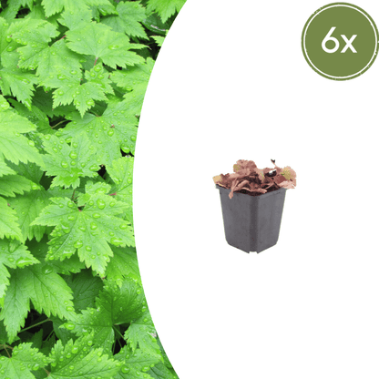 Sechs Tiarella cordifolia Pflanzen, 10-25cm hoch, mit weißen Blüten, in kleinen Töpfen, von Everspring.