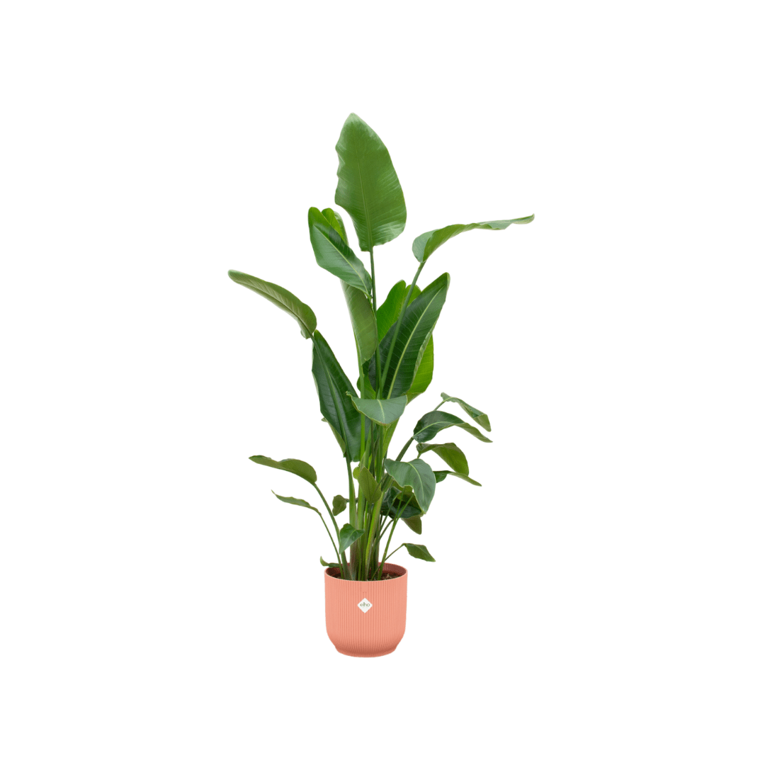 Strelitzia Nicolai 180cm mit Topf – Weißer Paradiesvogel für Ihr Zuhause - Wurzelwerk Design