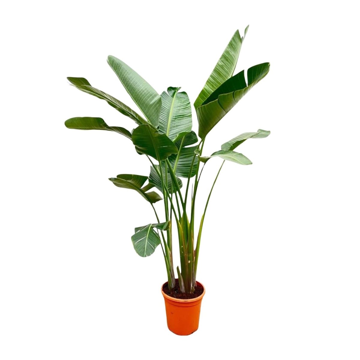 Strelitzia Augusta XL - XXXL – Exotischer Weißer Paradiesvogel - Wurzelwerk Design