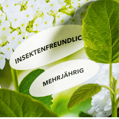 Wald - Hortensie Hydrangea arborescens Annabelle Ø 19 cm - Höhe 30 - 40 cm - Wurzelwerk Design