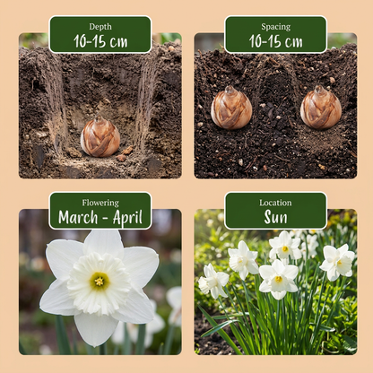 Narzisse Mount Hood – Narcissus online kaufen | 30 bis 120 Blumenzwiebeln, reinweiß &amp; elegant – Wurzelwerk Design