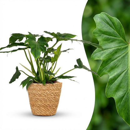 Philodendron Lacerum kaufen | Topf Ø 19 cm, Höhe 65 cm
