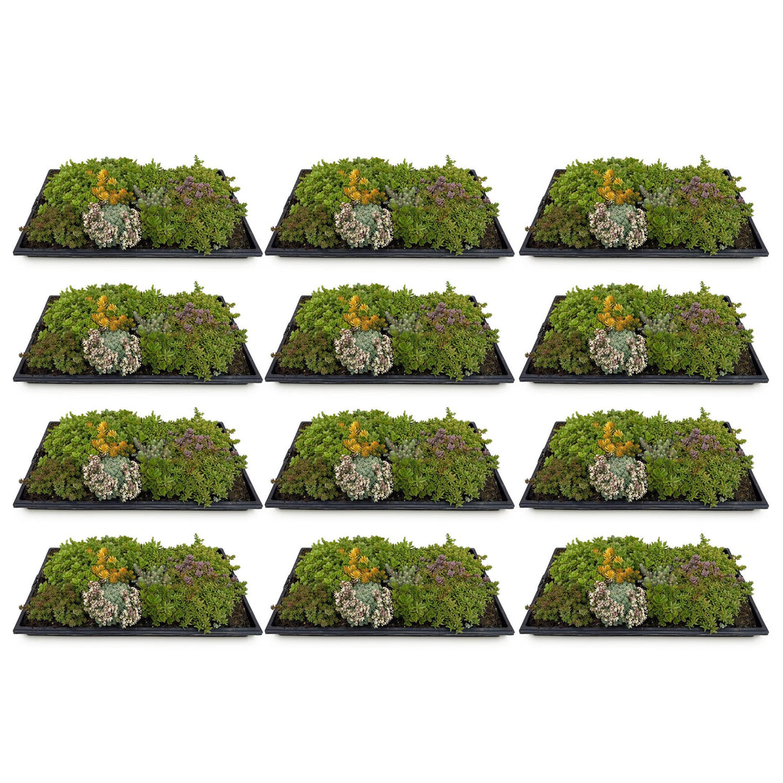 12x Bodendecker Sedummatte | Winterhart &amp; pflegeleicht – 10 Sorten – 50×30 cm