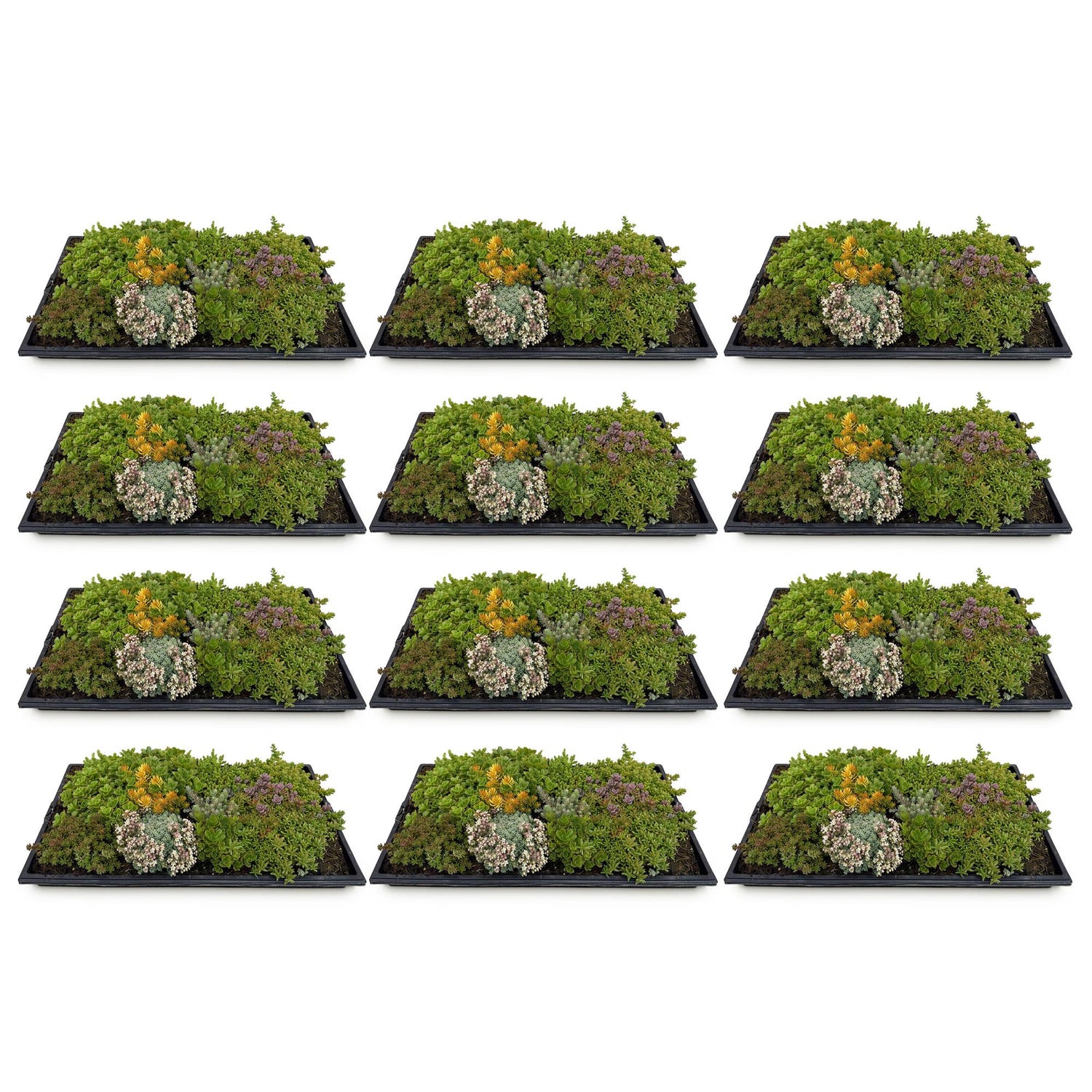 12x Bodendecker Sedummatte | Winterhart &amp; pflegeleicht – 10 Sorten – 50×30 cm