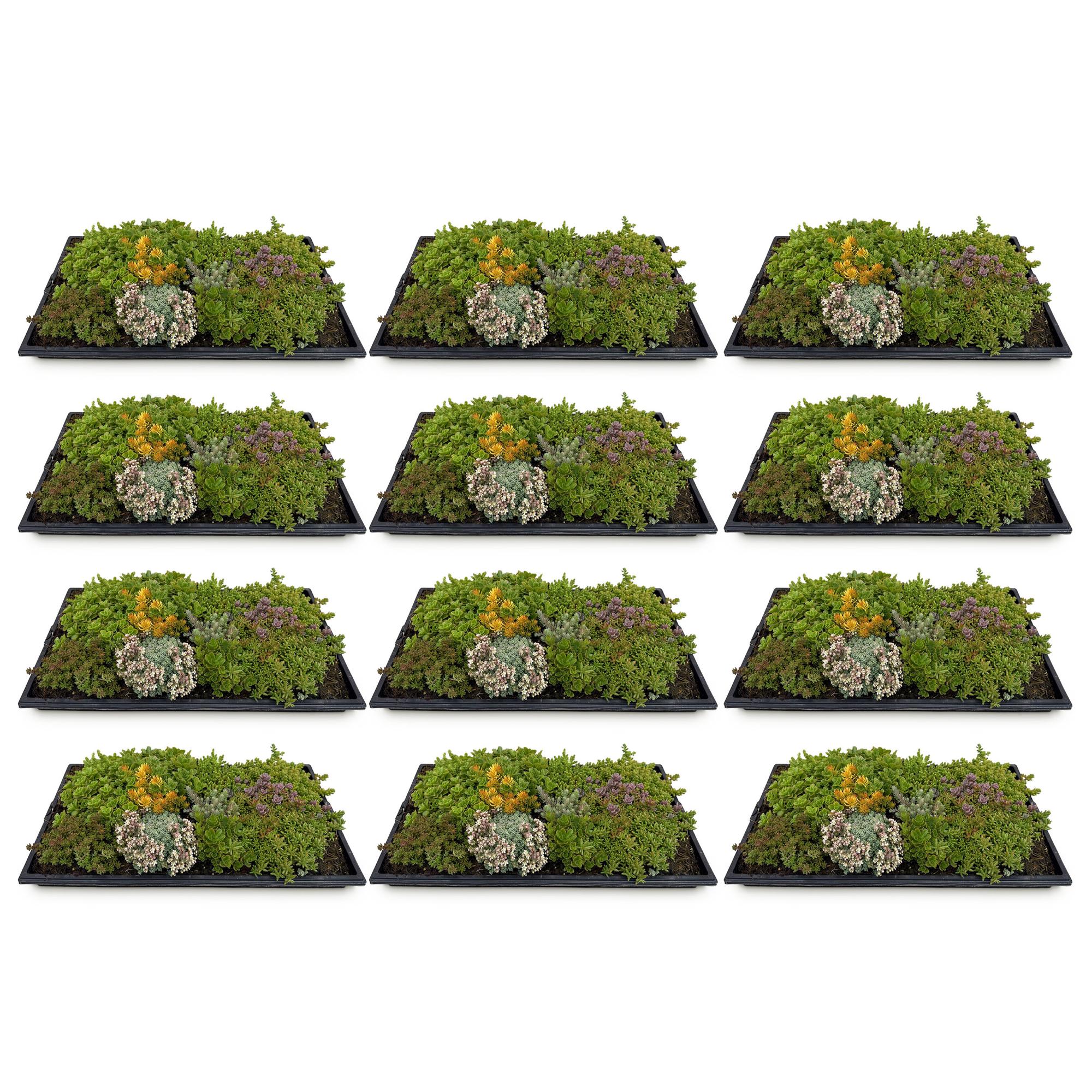 12x Bodendecker Sedummatte | Winterhart &amp; pflegeleicht – 10 Sorten – 50×30 cm