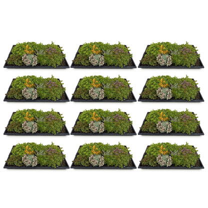 12x Bodendecker Sedummatte | Winterhart &amp; pflegeleicht – 10 Sorten – 50×30 cm