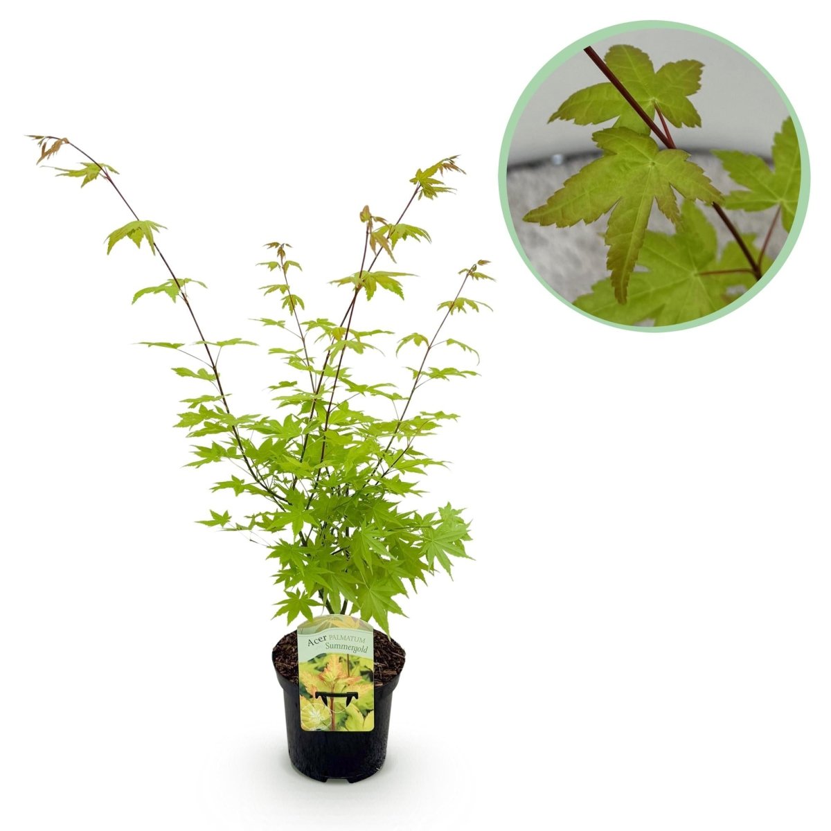 Japanischer Ahorn - Acer palmatum Summergold - Gelb - 1 Pflanze - Laubabwerfend - Topf 19cm Höhe 70cm - Wurzelwerk Design