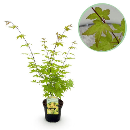 Japanischer Ahorn - Acer palmatum Summergold - Gelb - 1 Pflanze - Laubabwerfend - Topf 19cm Höhe 70cm - Wurzelwerk Design