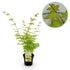 Japanischer Ahorn - Acer palmatum Summergold - Gelb - 1 Pflanze - Laubabwerfend - Topf 19cm Höhe 70cm - Wurzelwerk Design