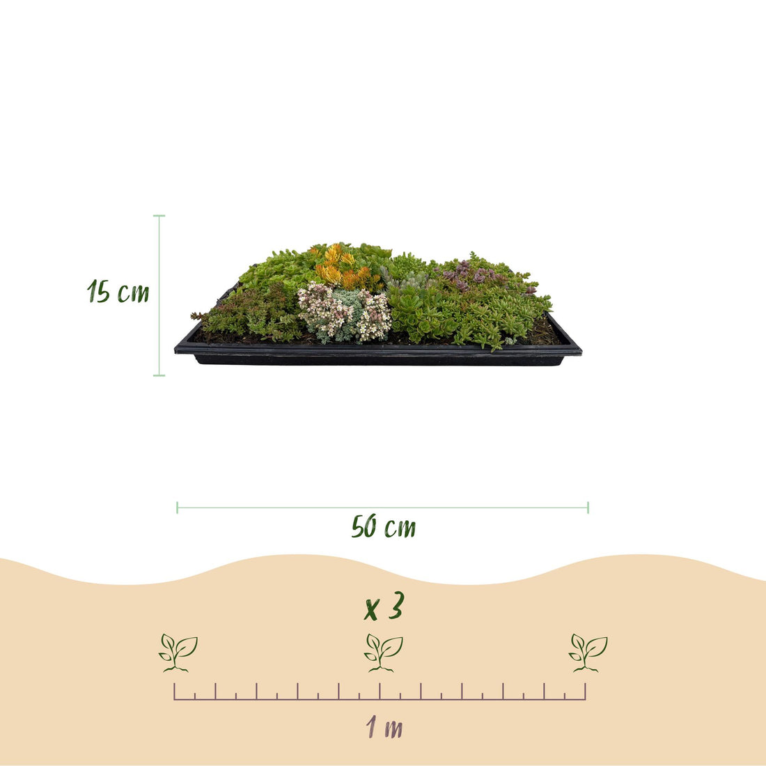 4x Bodendecker Sedummatte | Winterhart &amp; pflegeleicht – 10 Sorten – 50×30 cm
