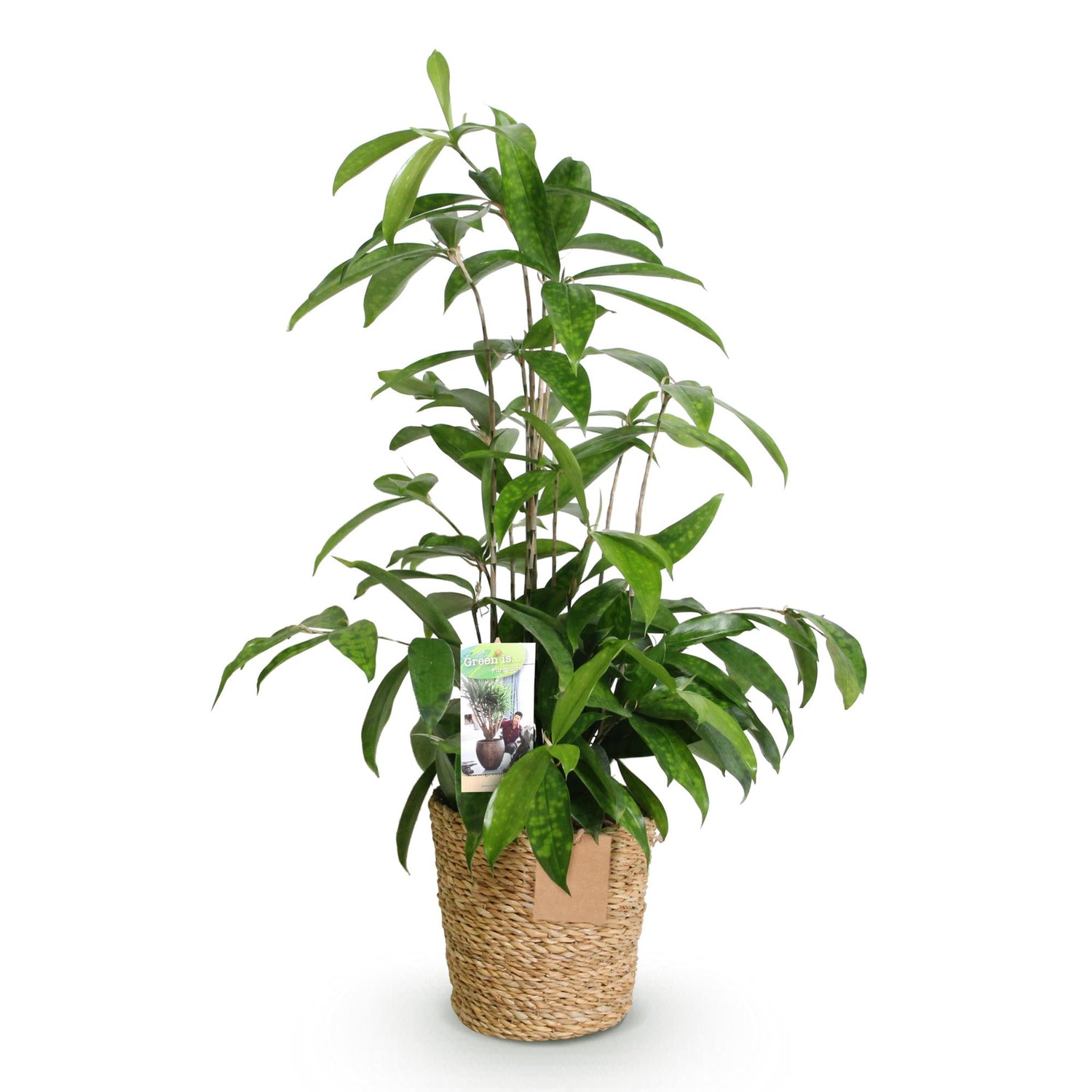Everspring Drachenbaum Dracaena surculosa in Korb, 60-70cm hohe Zimmerpflanze mit grünen Blättern, Nahaufnahme
