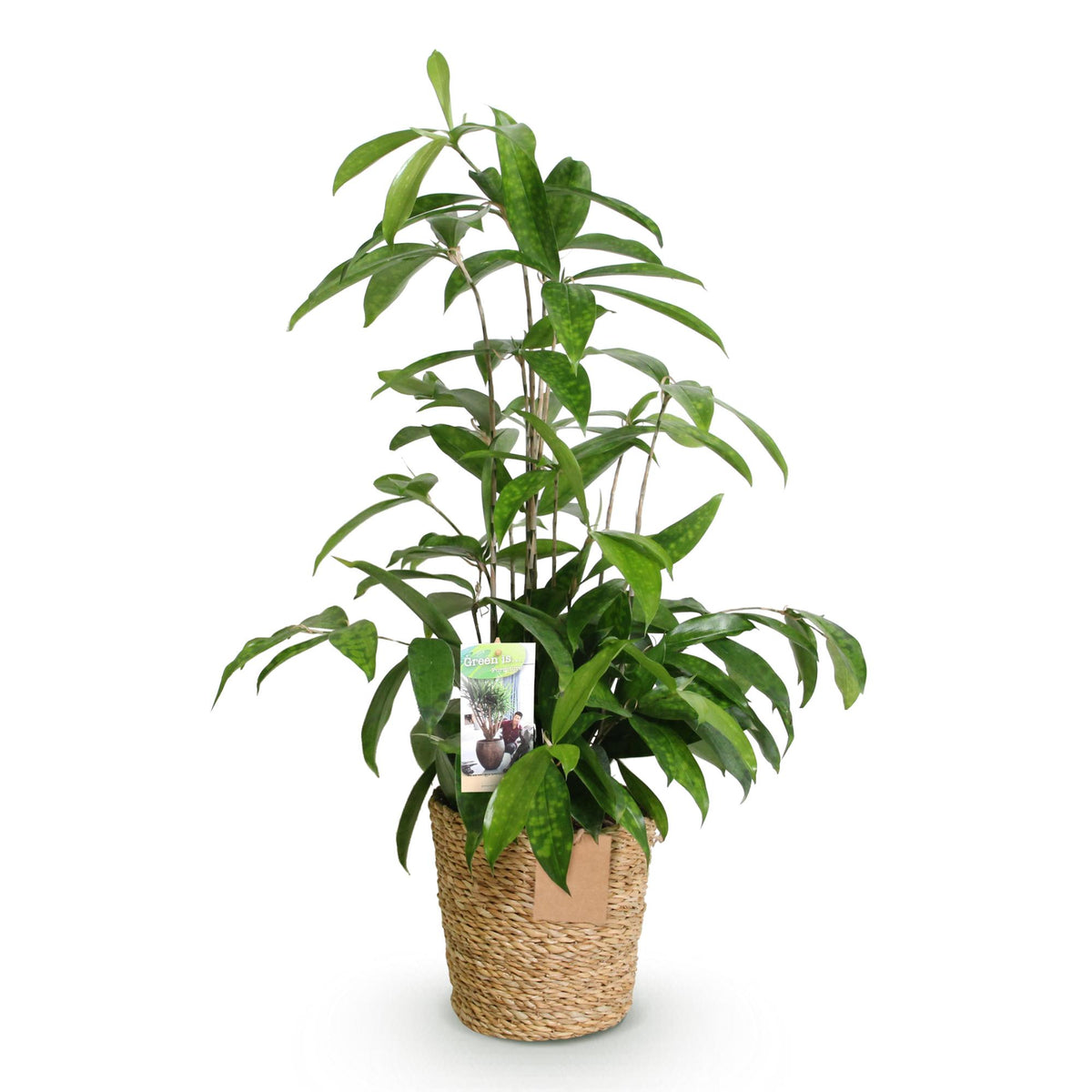 Everspring Drachenbaum Dracaena surculosa in Korb, 60-70cm hohe Zimmerpflanze mit grünen Blättern, Nahaufnahme