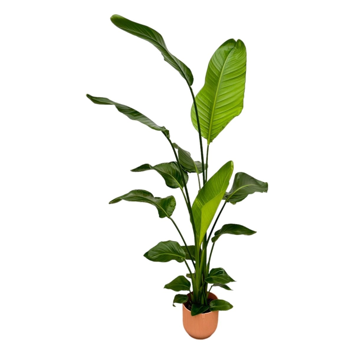 Strelitzia Nicolai 100cm mit Topf – Weißer Paradiesvogel für Ihr Zuhause - Wurzelwerk Design
