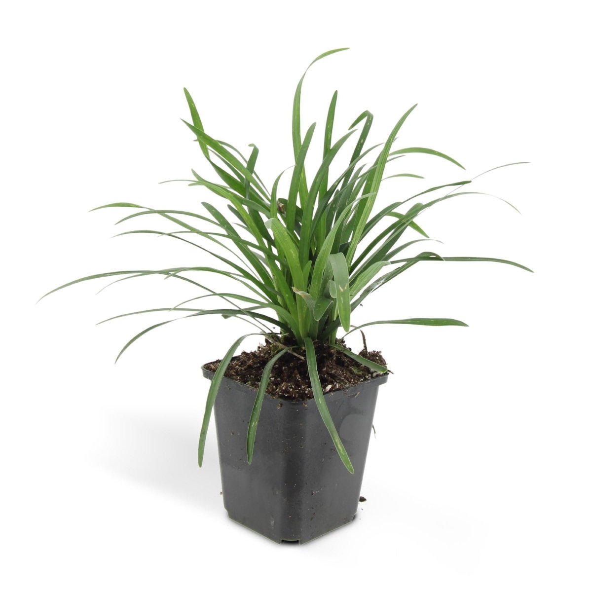 Liriope muscari &