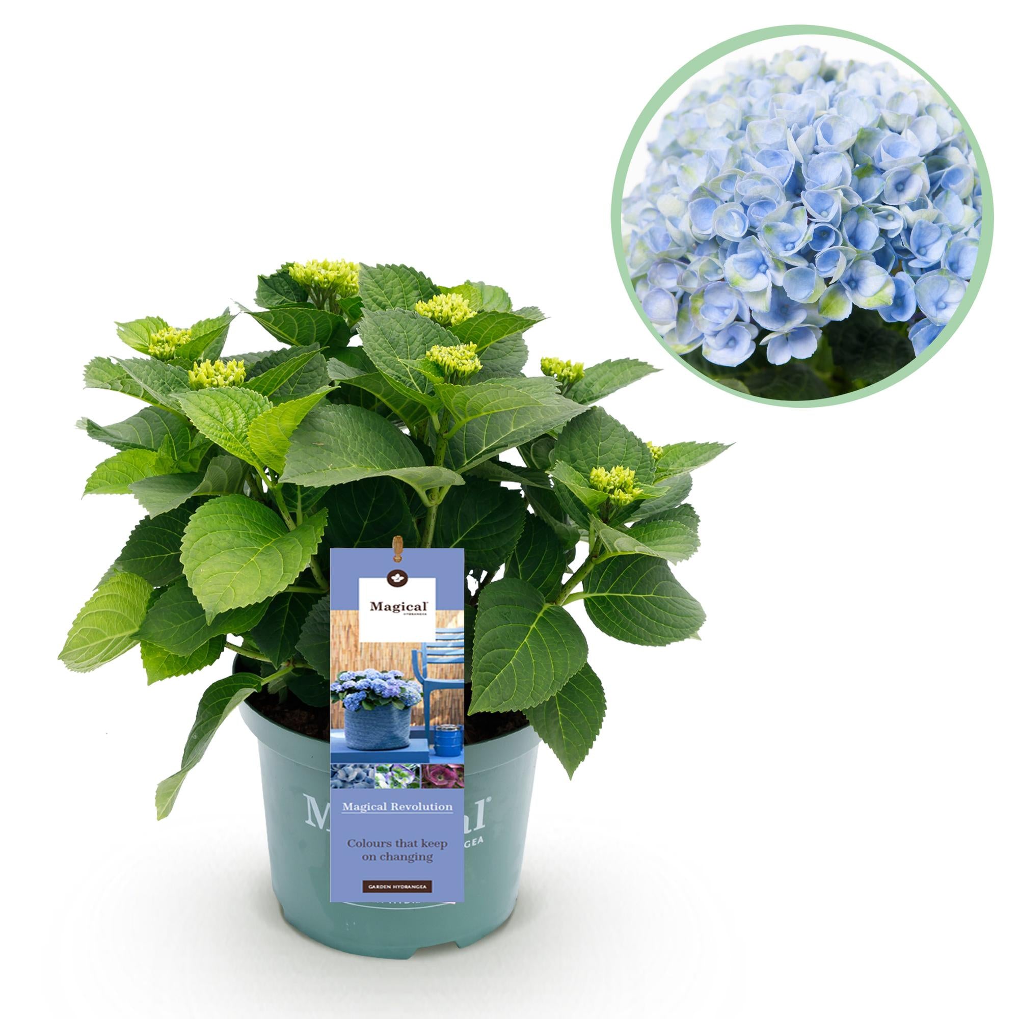 Everspring Hortensie Magical Revolution Blue im blauen Topf, 6-10 Blumen, ca. 55cm hoch, schöne Blütenpracht
