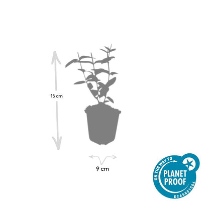 Sechs Hypericum inodorum &
