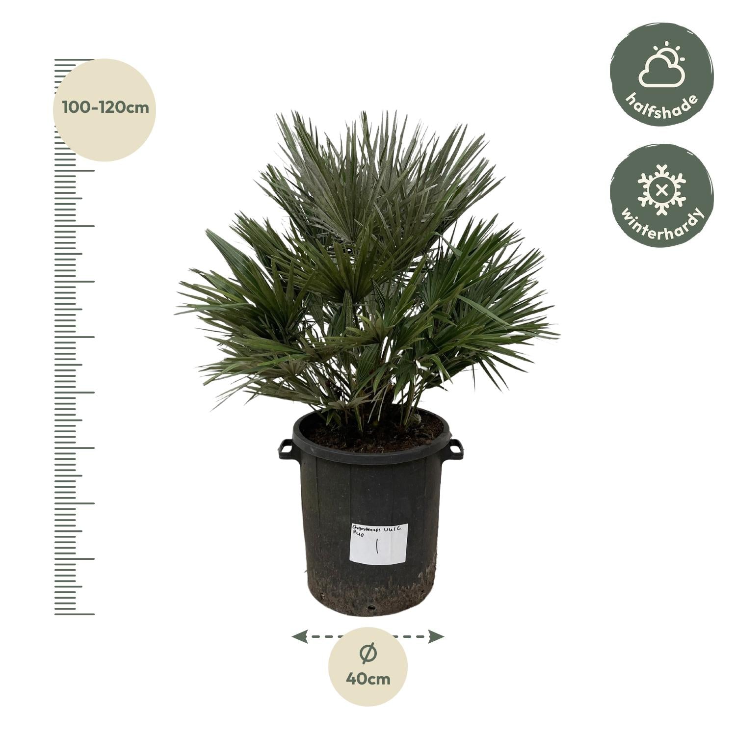 Chamaerops Vulcano – Robuste Zwergpalme für Garten &amp; Terrasse