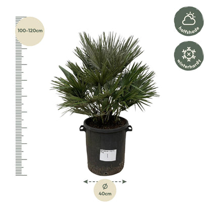 Chamaerops Vulcano – Robuste Zwergpalme für Garten &amp; Terrasse