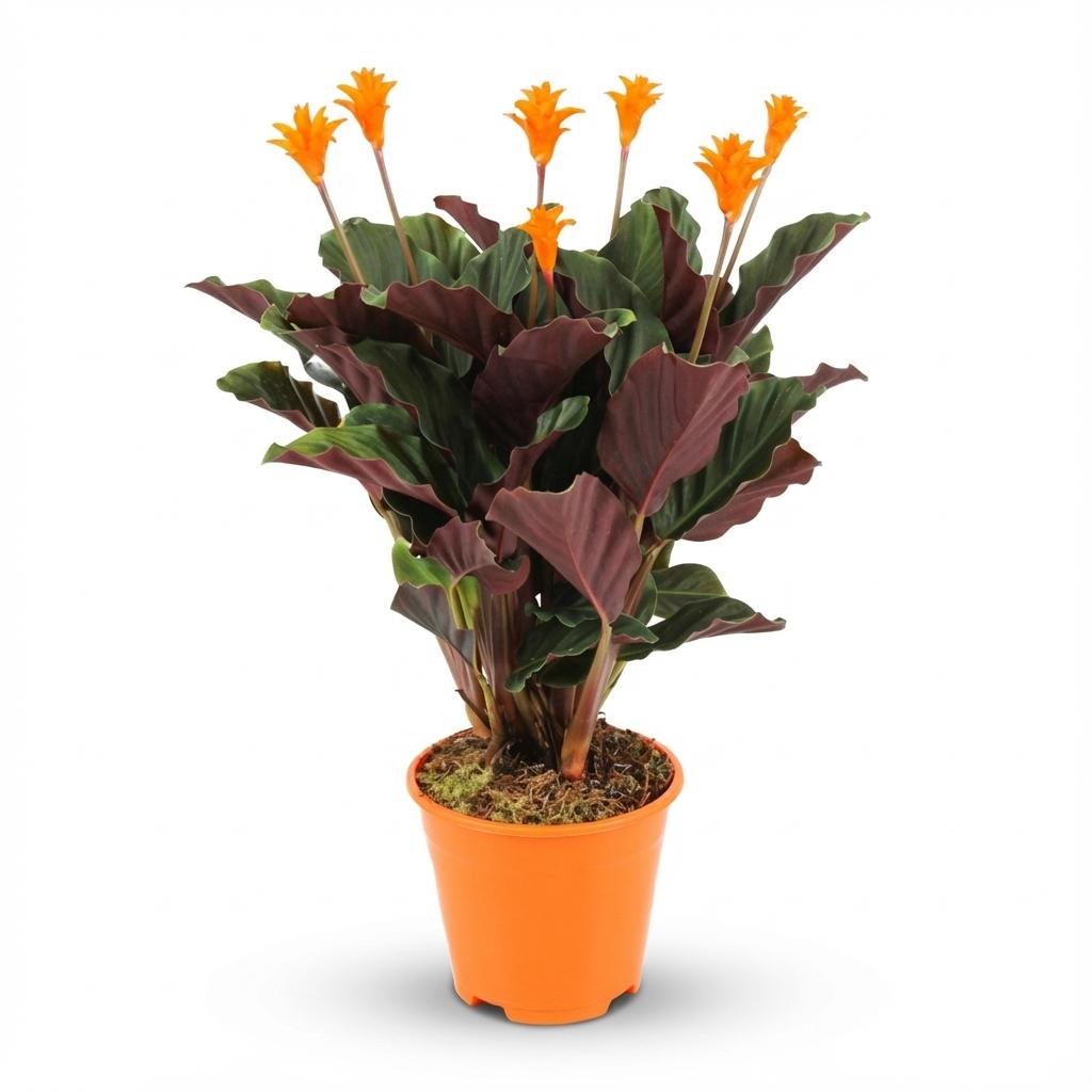 Everspring Calathea Crocata Pflanze, Topf mit 14 cm Durchmesser, Höhe 40-45 cm, grüne Blätter mit gelben Blüten