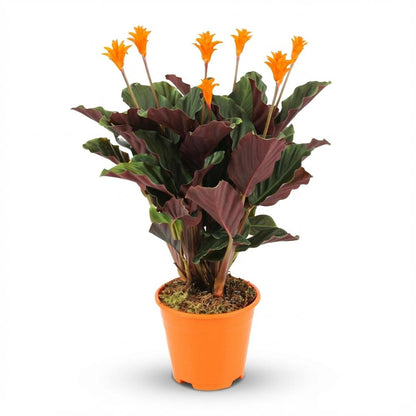 Everspring Calathea Crocata Pflanze, Topf mit 14 cm Durchmesser, Höhe 40-45 cm, grüne Blätter mit gelben Blüten