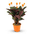 Everspring Calathea Crocata Pflanze, Topf mit 14 cm Durchmesser, Höhe 40-45 cm, grüne Blätter mit gelben Blüten